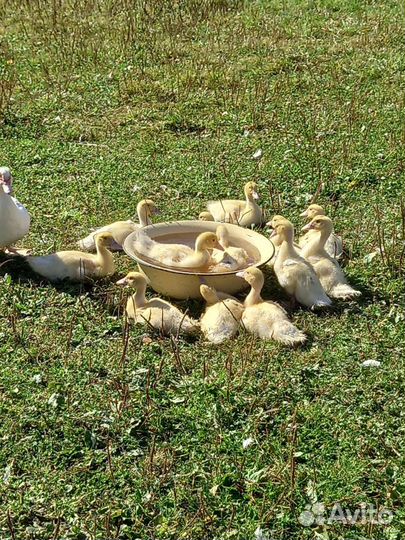 Индоутята от 3-х суток