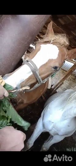 Продажа лошадей