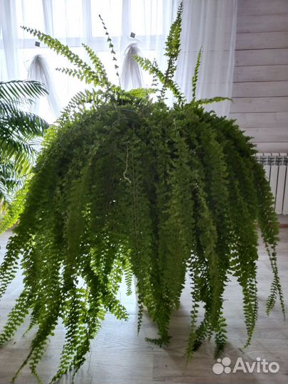 Папоротник комнатный