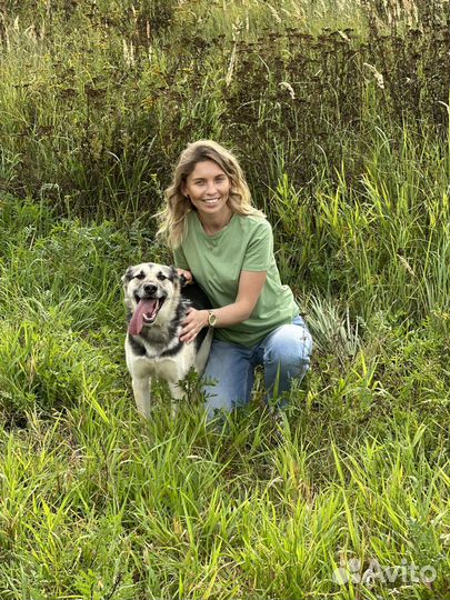 Молодой пёс из приюта ищет дом