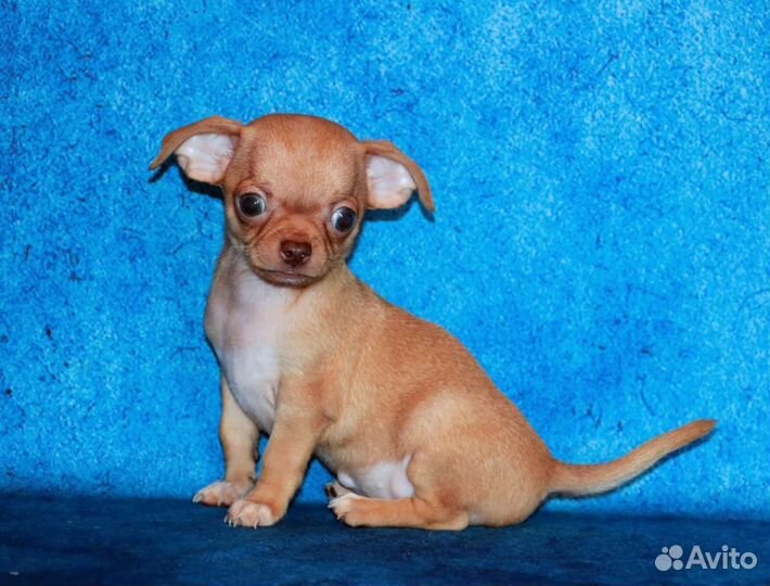 Щенки чихуахуа большой выбор окрасов
