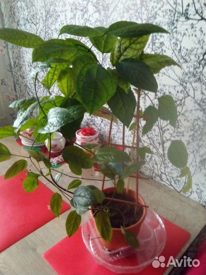 Полка для цветов