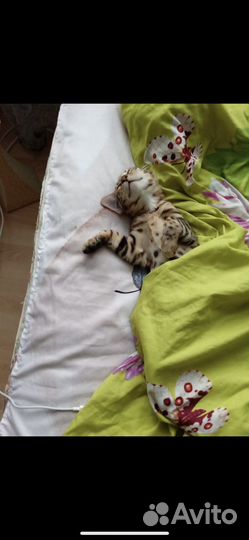 Бенгальская кошка