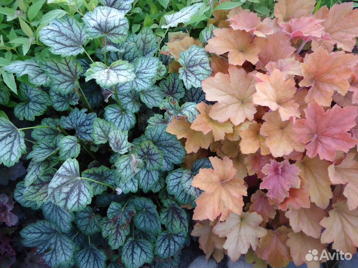 Лилейники, ирисы, и разные многолетники