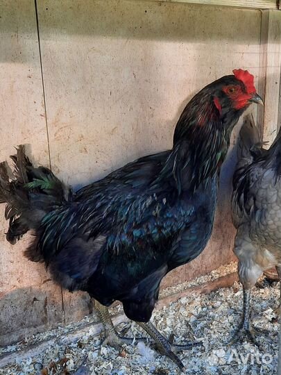 Молодые петухи