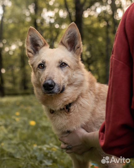 Собака в добрые руки