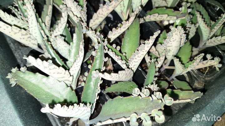 Каланхоэ лечебное