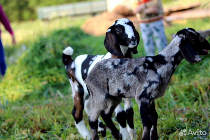 Продаются козы, козлята