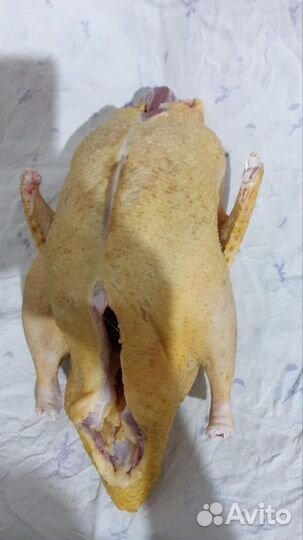 Индоутка домашняя мясо