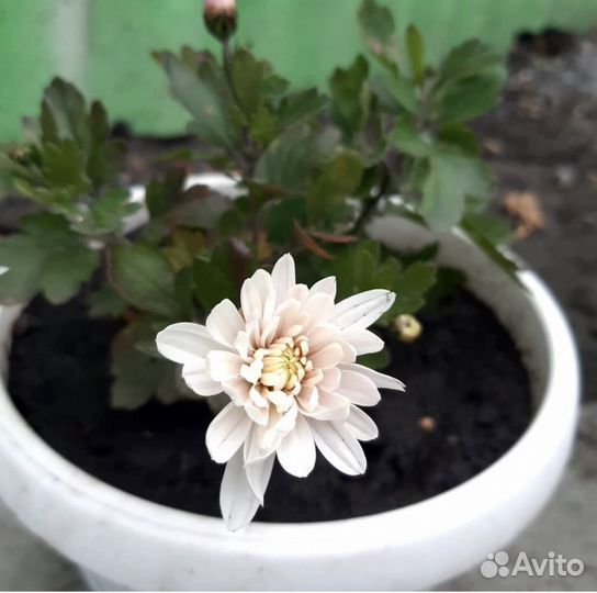 Черенки хризантемы