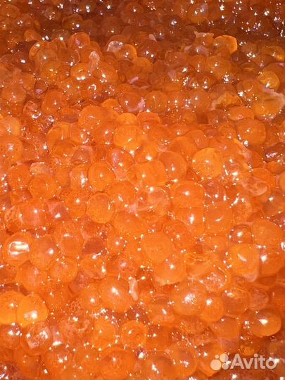 Красная икра 2023