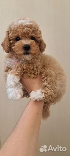 Мальтипу ф1