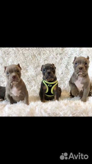 Американский булли щенки