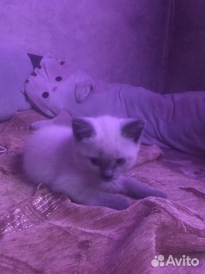 Белый котенок девочка