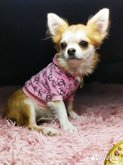 Чихуахуа.Девочка