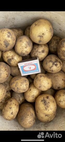 Картофель молодой со своего участка