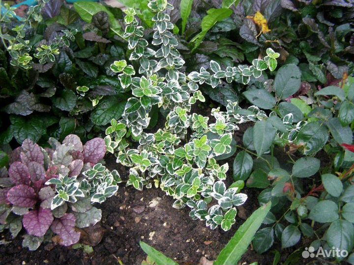 Бересклет Форчуна