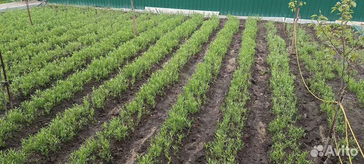 Эстрагон тархун