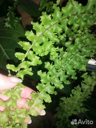 Папоротники сортовые