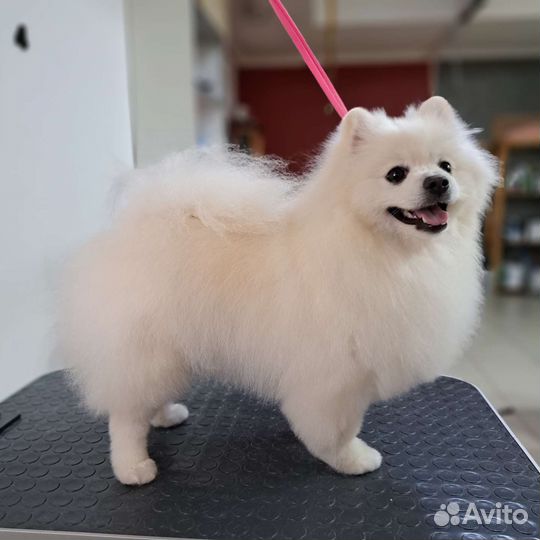 Стрижка собак