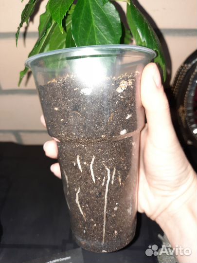 Гибискус китайская роза