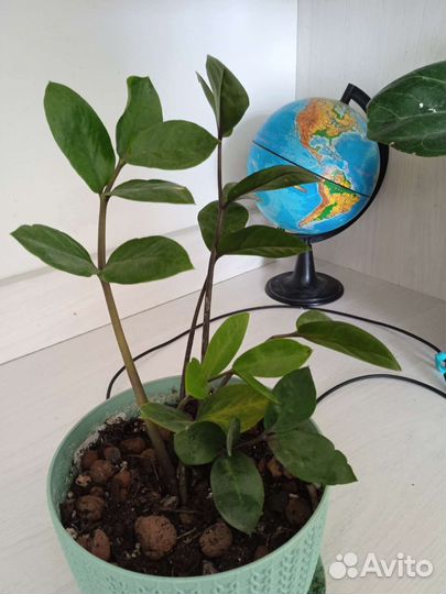 Замиокулькас