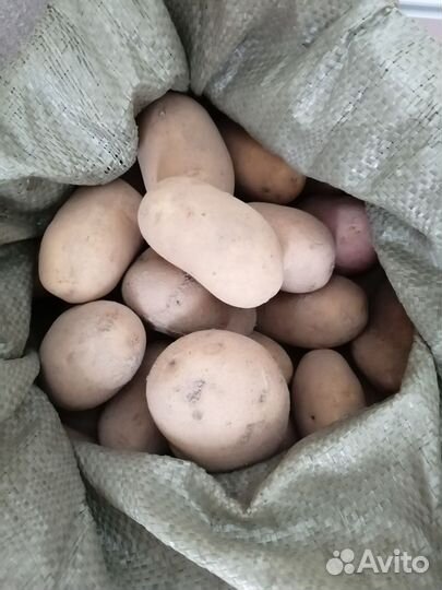 Продам картофель, деревенский