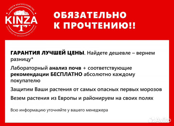 Туя смарагд 1,14 м