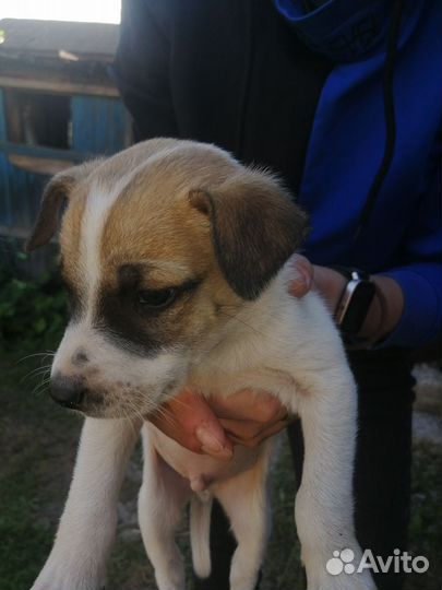 Собаки щенки бесплатно