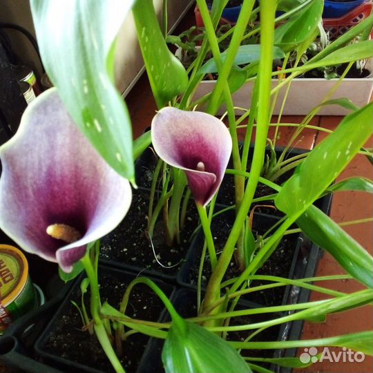 Рассада многолетних цветов