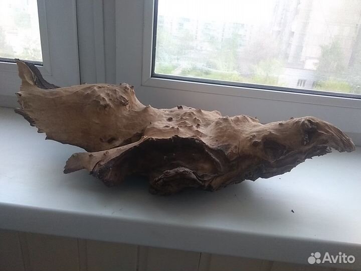 Коряга