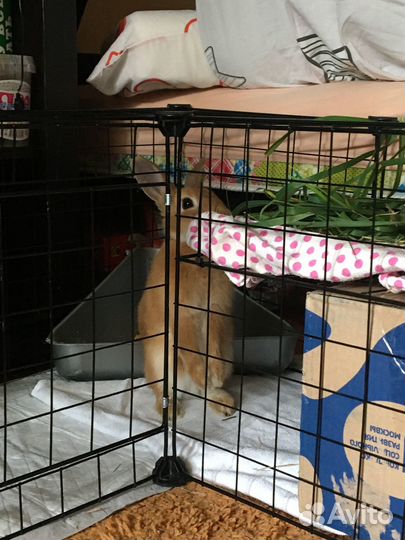 Кролик декоративный