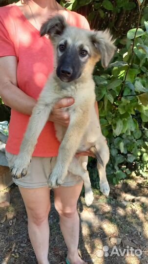 Отдам щенков в хорошие руки (доставим по краю)