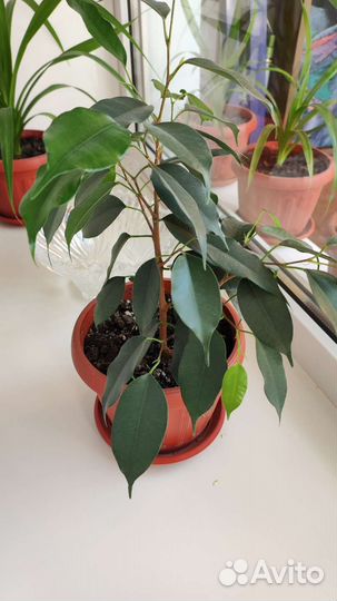 Фикус бенджамина