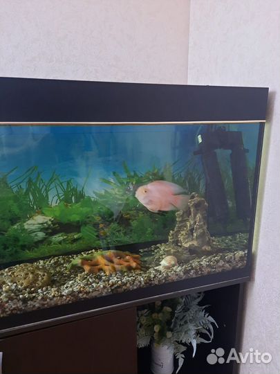 Аквариум + тумбочка которая снизу