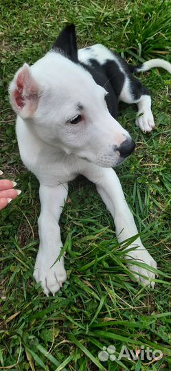 Американский питбультерьер щенки