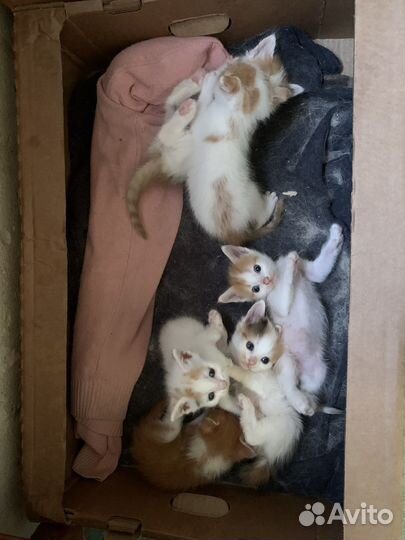 Котятки в добрые руки
