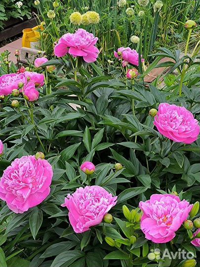 Пионы букет срез