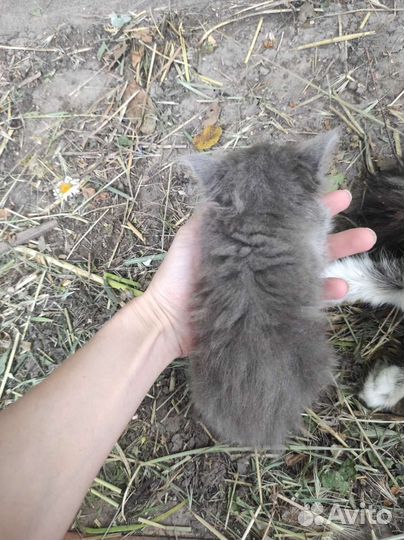 Котята в добрые руки мышеловы