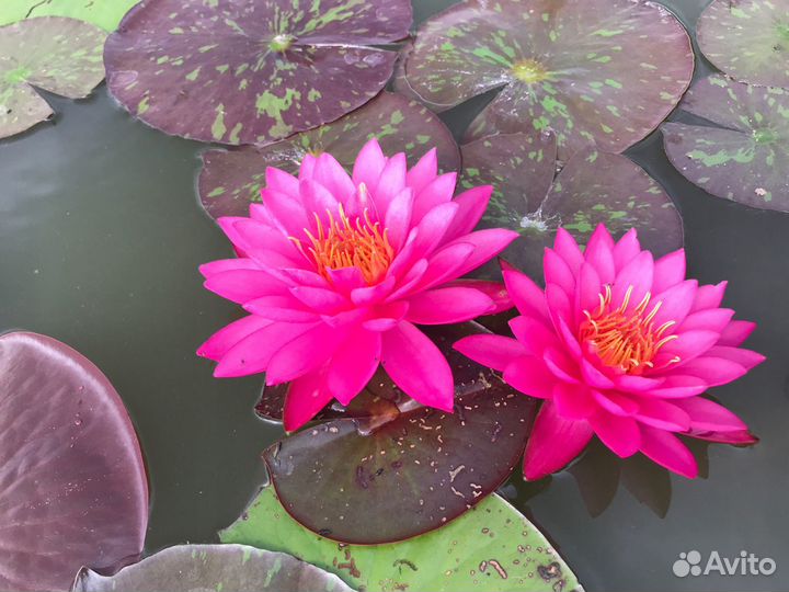 Нимфея розовая саженцы для посадки