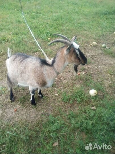 Зааненская дойная коза