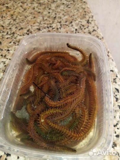 Морской червь