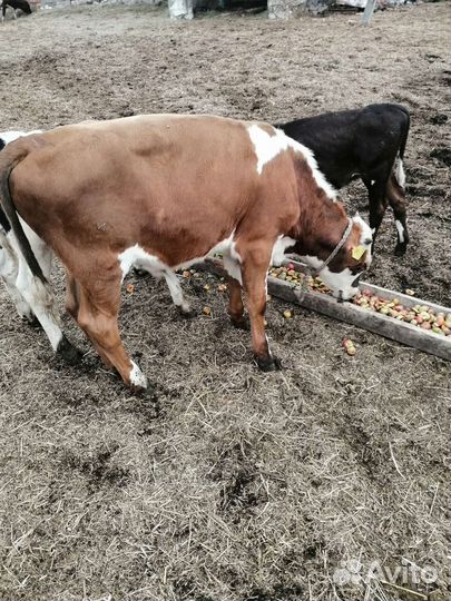 Тёлки, бычки