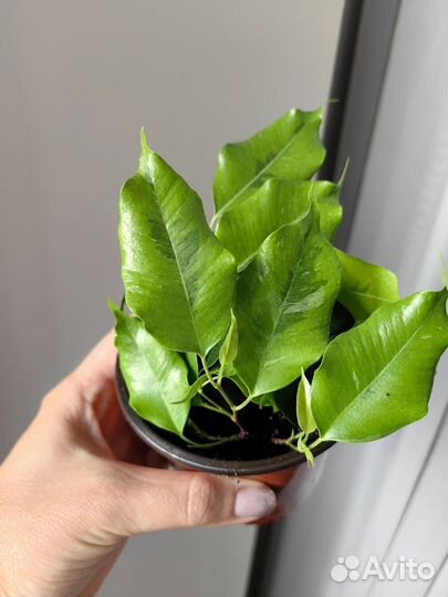 Фикусы разные сорта