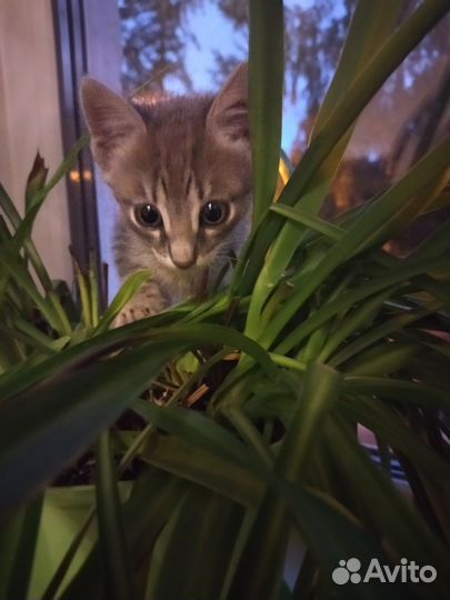Лучший котёнок (девочка 2 мес)