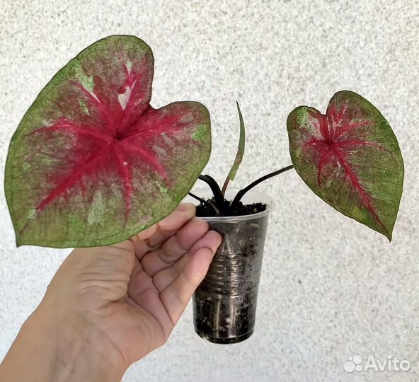 Каладиумы,несколько слртов