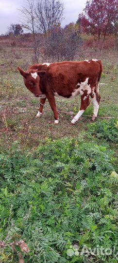 Телка,10 мес