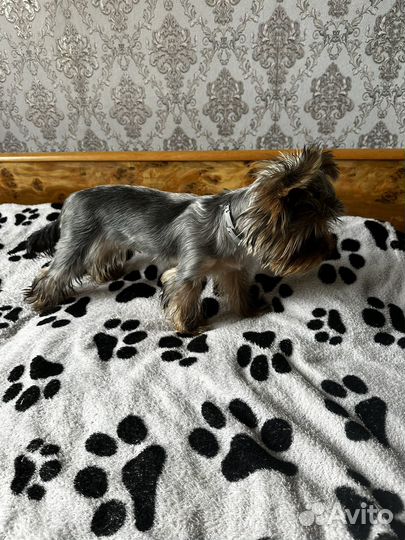 Йоркширский терьер