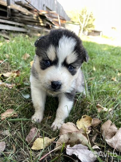 Щенки сибирской хаски