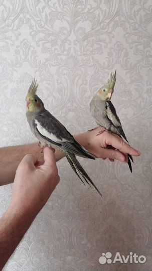 Попугай корелла птенец 2 месяца